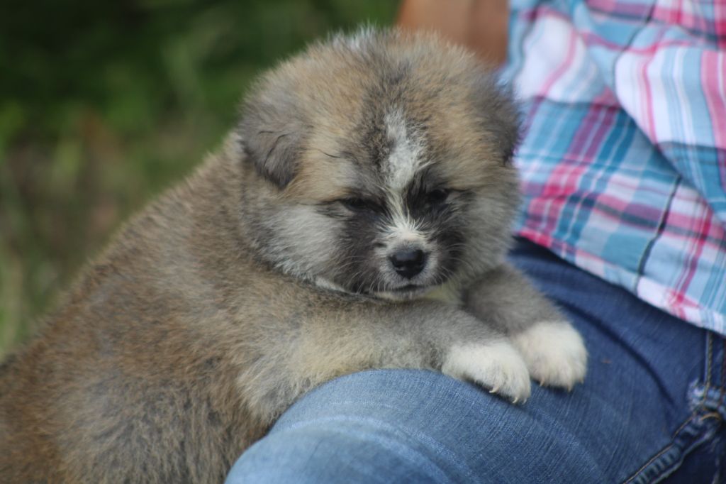 des Empereurs d'Hakira - Chiots disponibles - Akita