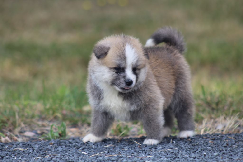 des Empereurs d'Hakira - Chiots disponibles - Akita